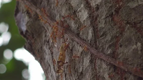 Weaver Ants and Cicada Vídeos de archivo 170835613