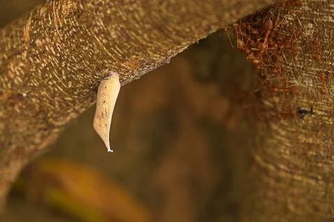 Weaver Ants And A Moth Stock Photos