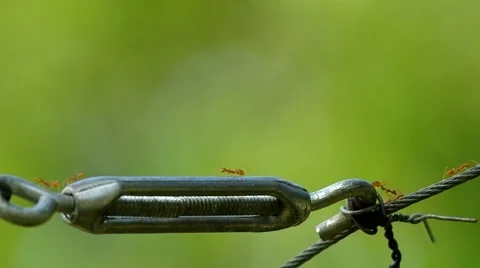Weaver ants are quickly walking Stock Footage 48564900