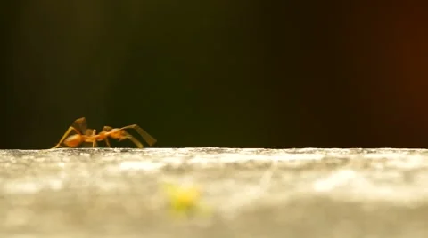 Weaver ants are running Video stock 48830205
