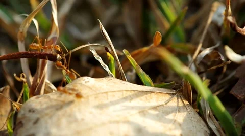 Weaver ants are walking across the floor Stock Footage 47894974