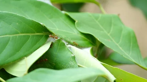 Weaver ants are walking on the hive Video stock 49323236