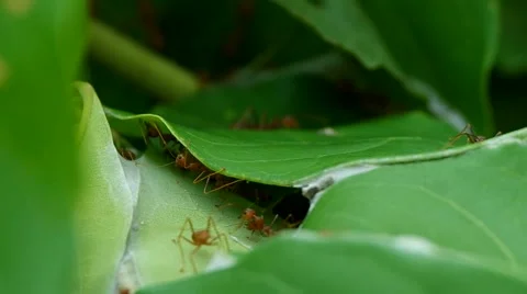 Weaver ants are walking on hive Video stock 49323252