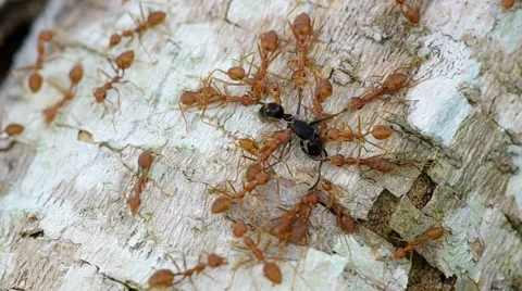 Weaver ants attack black ant Stock Footage 50455108