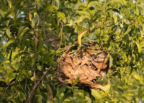 Weaver ants building Stock Photos