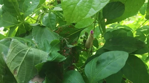 The weaver ants building their nest on plant Stock Footage 212958980