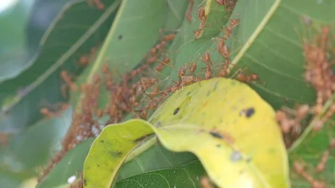 Weaver ants carrying tree leaf Stock Footage 86744250