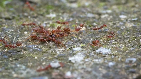 Weaver Ants, clustered together in the Wild, with Sound Video stock 71768682