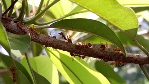 Weaver ants colony Stock Footage 333054048