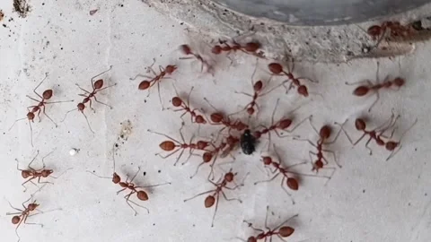 Weaver Ants Cooperating To Hold Captured Prey Vidéo 335005612
