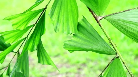 Weaver ants crawl on plant branches Stock-Footage 257150554