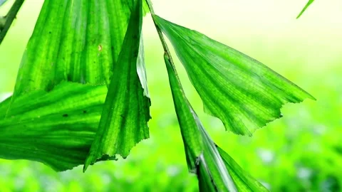 Weaver ants crawl on plant branches 스톡 동영상 257980532
