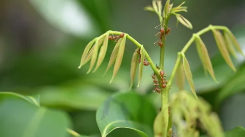 Weaver Ants Crawling on Fresh Lychee Plant Sprouts 4K 60P Stock Footage 346705753