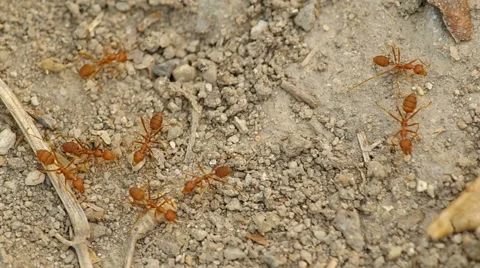 Weaver ants on the dry soil Stock Footage 48346886