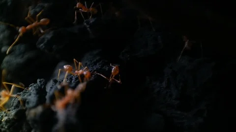Weaver ants Vídeo Stock 127541262