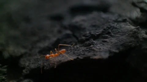 Weaver ants Stock Footage 127541292