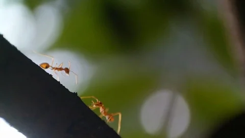 Weaver ants Stock Footage 127541350