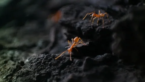 Weaver ants Vídeo Stock 127542222