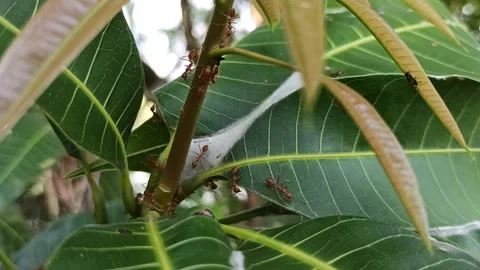 Weaver ants Stock Footage 180839280