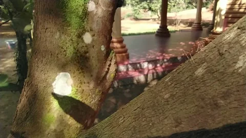 Weaver ants Video stock 230543301