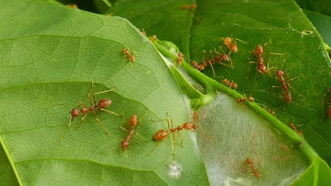 Weaver ants on the green nest. Stock Footage 108471670
