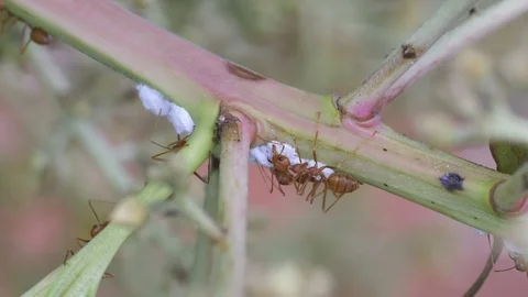 Weaver ants guarding aphid on tree Stock Footage 87038311