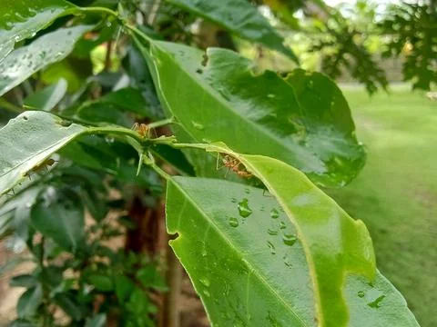 Weaver ants on a lime tree. Stockfoto's