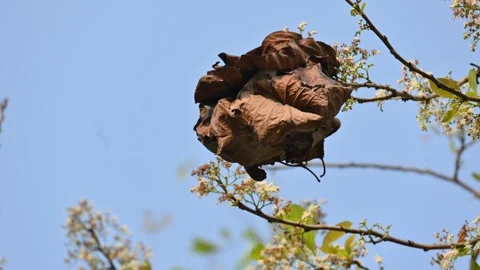 Weaver ants make nests from leaves. Stock Footage 322754544