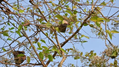 Weaver ants make nests from leaves. Stock Footage 322754592