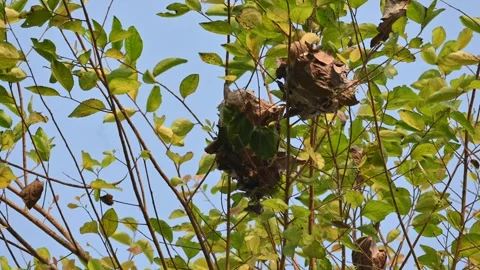 Weaver ants make nests from leaves. Stock Footage 322754634