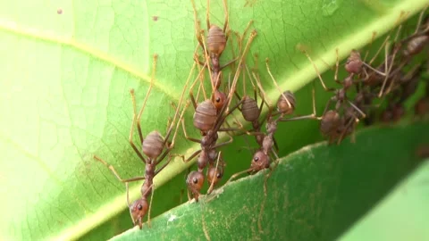 Weaver ants, Malaysia Stock-Footage 166421907