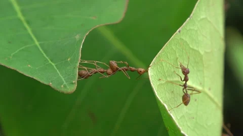 Weaver ants, Malaysia Video stock 166422000