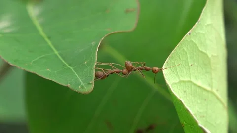 Weaver ants, Malaysia Stock Footage 166422029