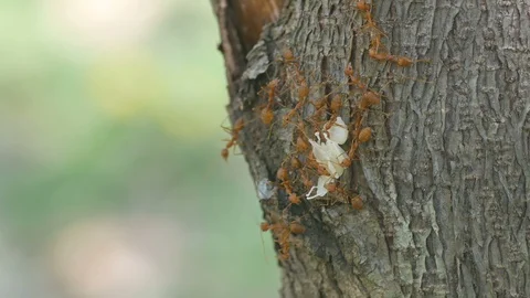 Weaver ants moving the larva Stock Footage 107389790