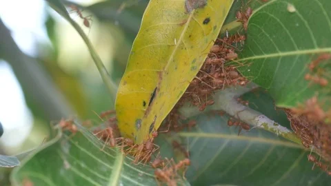 Weaver ants moving tree leaf Stock Footage 86696440