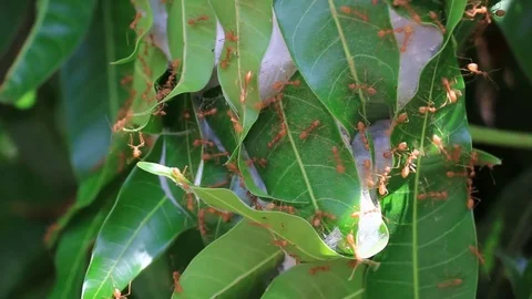 Weaver Ants on Nest Stockbeeldmateriaal 76055272