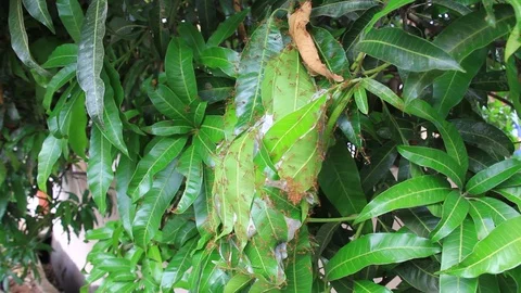 Weaver Ants Nest Stock Footage 88677051