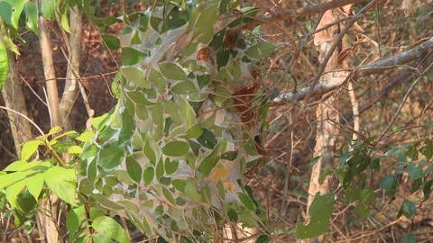 A Weaver Ants Nest Stock Footage 104085545