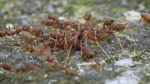 Weaver ants (Oecophylla) are busy with their daily affairs Stock Footage