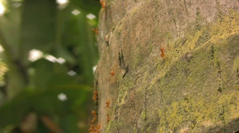 Weaver ants Oecophylla smaragdina on a tree stem in Philippines Stock Footage