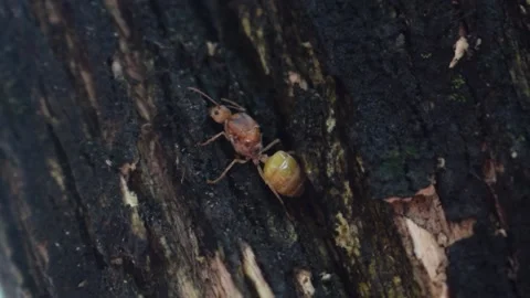 Weaver ants or green ants (genus Oecophylla) Video stock 201881962