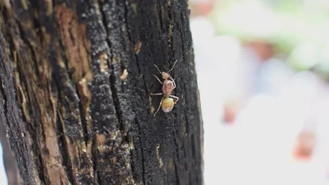 Weaver ants or green ants (genus Oecophylla) Video stock 201882194