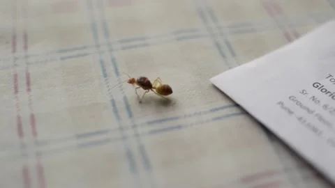 Weaver ants or green ants (genus Oecophylla) Video stock 202055744