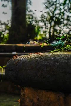 Weaver ants Stock Photos