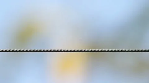 Weaver ants running on the metal wire Stock Footage 47895036