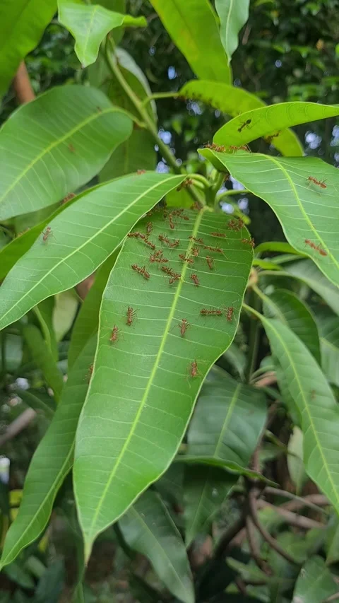 Weaver ants swarming on a green leaf, showing active colony behavior Video stock 311902441