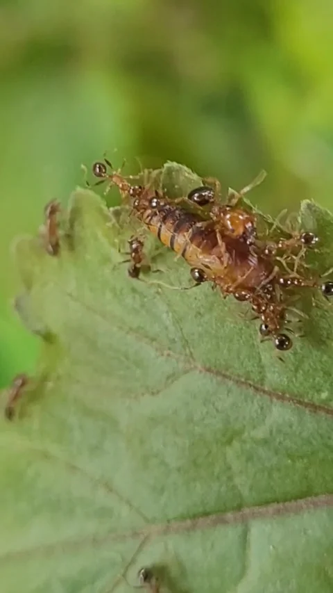 Weaver ants teamwork carrying butterfly pupa on leaf macro close up Stock Footage 342028091