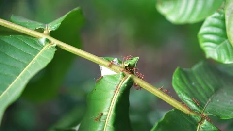 Weaver ants on a tree branch Video stock 264157044