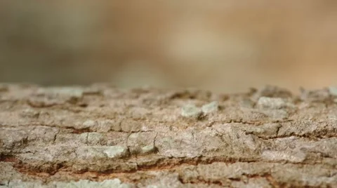 Weaver ants walking Stock Footage 47726726