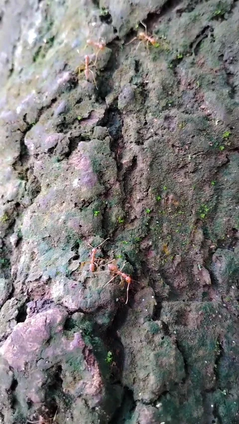 Weaver ants walking on trees Stock Footage 330288450